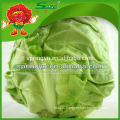 fresh Chinese round cabbage